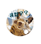 デグーの気持ちスタンプ2（個別スタンプ：26）