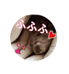 デグーの気持ちスタンプ2（個別スタンプ：28）