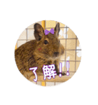 デグーの気持ちスタンプ2（個別スタンプ：30）