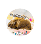 デグーの気持ちスタンプ2（個別スタンプ：31）