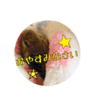 デグーの気持ちスタンプ2（個別スタンプ：35）