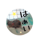 デグーの気持ちスタンプ2（個別スタンプ：37）