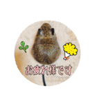 デグーの気持ちスタンプ2（個別スタンプ：39）