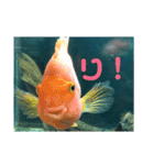 うみのなかまたち。はちみつ（個別スタンプ：3）