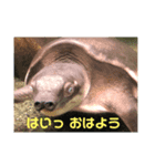 うみのなかまたち。はちみつ（個別スタンプ：6）