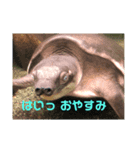 うみのなかまたち。はちみつ（個別スタンプ：7）