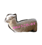ほっこり実写＊動物・魚・花・空（個別スタンプ：1）