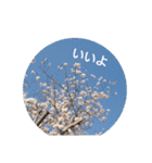 ほっこり実写＊動物・魚・花・空（個別スタンプ：40）