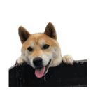 柴犬まろ②（個別スタンプ：3）