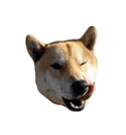 柴犬まろ②（個別スタンプ：4）