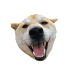 柴犬まろ②（個別スタンプ：5）