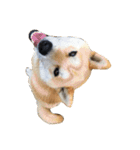 柴犬まろ②（個別スタンプ：6）