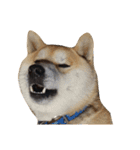 柴犬まろ②（個別スタンプ：7）