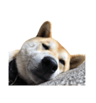 柴犬まろ②（個別スタンプ：8）