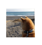 柴犬まろ②（個別スタンプ：9）