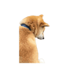 柴犬まろ②（個別スタンプ：10）