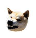 柴犬まろ②（個別スタンプ：11）