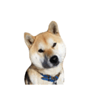柴犬まろ②（個別スタンプ：12）