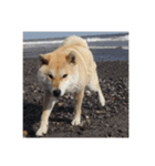 柴犬まろ②（個別スタンプ：13）