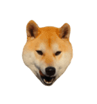 柴犬まろ②（個別スタンプ：14）