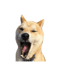 柴犬まろ②（個別スタンプ：15）