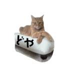 茶とら部2（個別スタンプ：4）