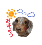 我が家の愛犬 (F)（個別スタンプ：1）