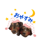 我が家の愛犬 (F)（個別スタンプ：2）