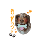 我が家の愛犬 (F)（個別スタンプ：3）