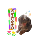 我が家の愛犬 (F)（個別スタンプ：6）