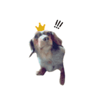 我が家の愛犬 (F)（個別スタンプ：7）