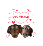 我が家の愛犬 (F)（個別スタンプ：8）