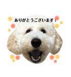 スタンプーのスタンプ（個別スタンプ：21）