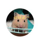 キャラさん（個別スタンプ：1）