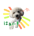 shi.ra.su.（個別スタンプ：4）