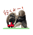 shi.ra.su.（個別スタンプ：11）