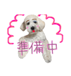 shi.ra.su.（個別スタンプ：15）