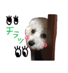 shi.ra.su.（個別スタンプ：16）