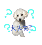 shi.ra.su.（個別スタンプ：17）