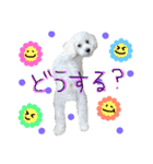 shi.ra.su.（個別スタンプ：20）