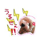 shi.ra.su.（個別スタンプ：37）
