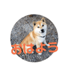 コロコロ ころ太 6 でか文字（個別スタンプ：1）