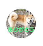 コロコロ ころ太 6 でか文字（個別スタンプ：3）