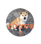 コロコロ ころ太 6 でか文字（個別スタンプ：4）