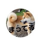 コロコロ ころ太 6 でか文字（個別スタンプ：5）