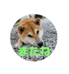 コロコロ ころ太 6 でか文字（個別スタンプ：6）