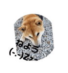 コロコロ ころ太 6 でか文字（個別スタンプ：7）