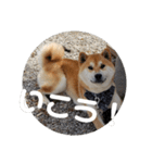 コロコロ ころ太 6 でか文字（個別スタンプ：9）