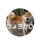 コロコロ ころ太 6 でか文字（個別スタンプ：10）