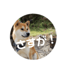 コロコロ ころ太 6 でか文字（個別スタンプ：11）